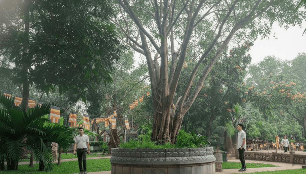 This Bodhi tree was planted in 1958, reinforcing the deep historical and cultural ties between Vietnam and India